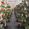 Products Stacked Pots for Growing Vegetables and Fruit